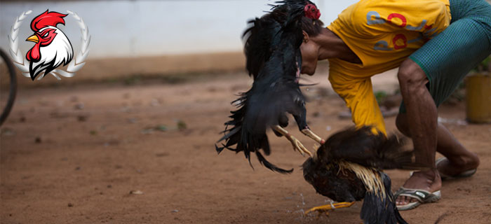 Perawatan Sabung Ayam Birma