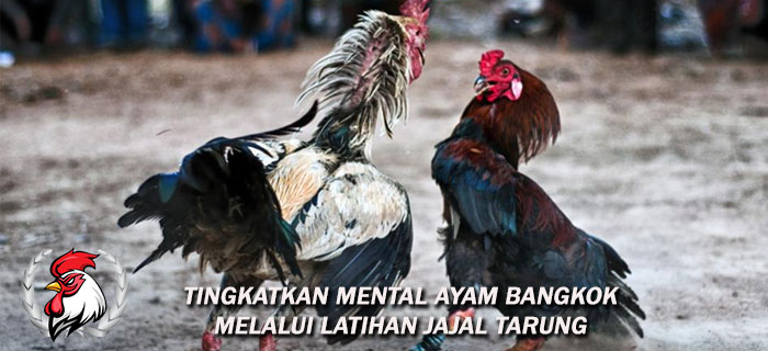 Tingkatkan Mental Ayam Bangkok