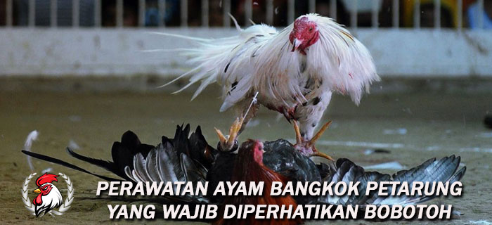 Perawatan Ayam Bangkok Petarung