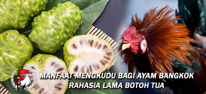 Manfaat Mengkudu Bagi Ayam Bangkok